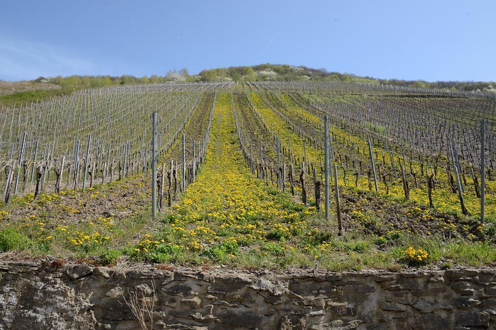 Weingut Rosenbaum Briedel Exterior foto